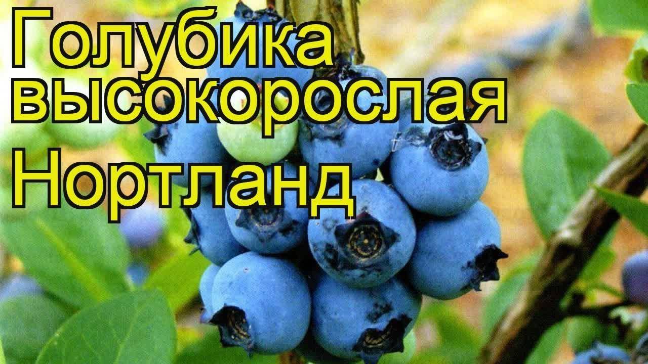 Лучшие сорта голубики для подмосковья - самые вкусные, отзывы и правила выращивания ягоды в данном регионе: посадка, уход, укрытие на зиму