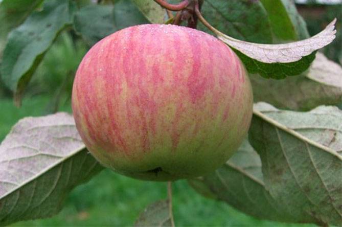 Яблоня коричное полосатое: описание сорта, фото, отзывы
