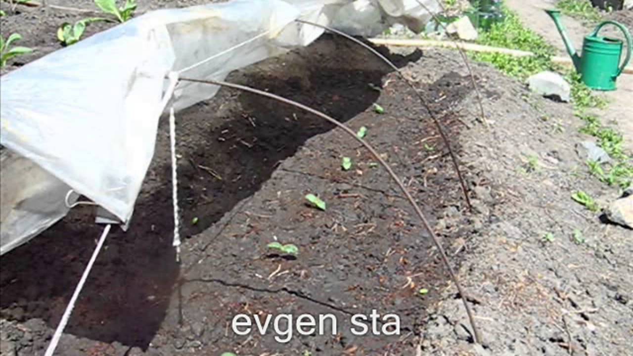 Посадка огурцов в открытый грунт семенами: когда и как + 10 сортов
