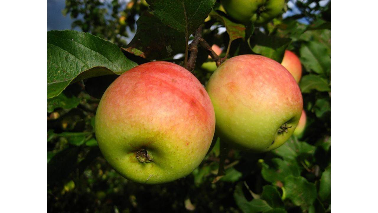 Всё о сорте яблони синап - особенности, правила посадки и ухода, сбор урожая + фото