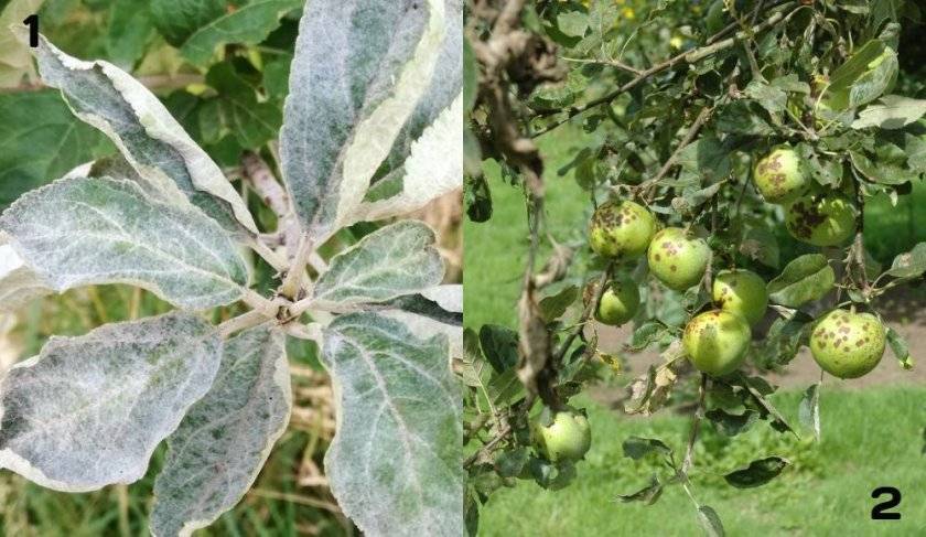 Роса мучнистая яблони | справочник по защите растений — agroxxi