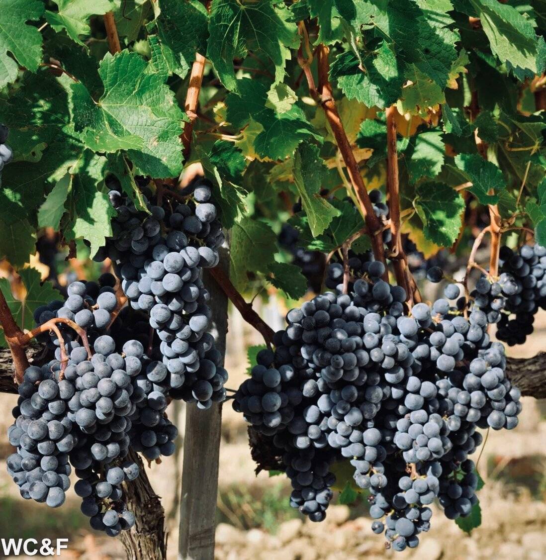 Виноград джованни – особенности сорта, как ухаживать за джованни
