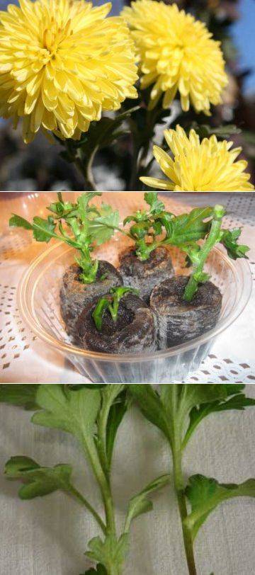 Размножение хризантем семенами, черенками из букета, отводками