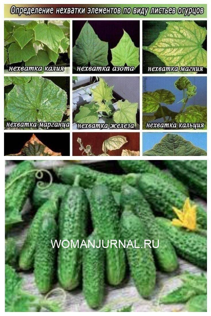 Чего не хватает огурцам?
