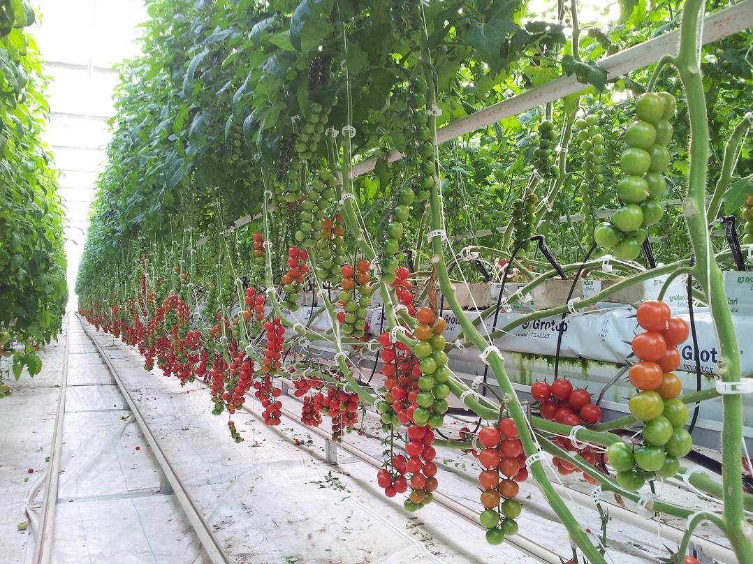 Лучшие помидоры – сорта для украины | все, что нужно знать о даче