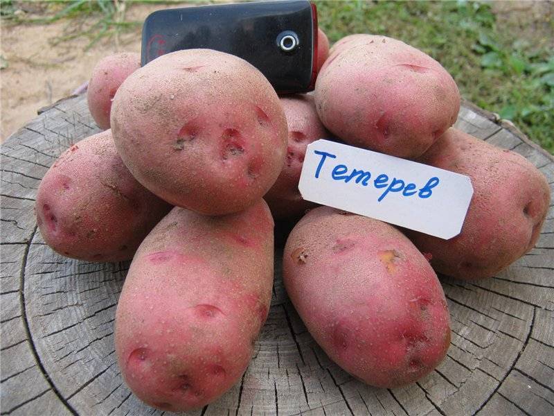 ᐉ сорт картофеля «ароза» – описание и фото - roza-zanoza.ru