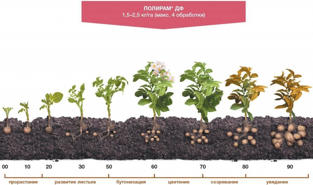 Сколько растёт картофель от посадки до сбора урожая: сроки созревания, особенности сбора урожая, фото