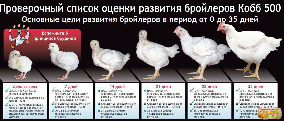 Бройлеры: выращивание в домашних условиях, кормление цыплят