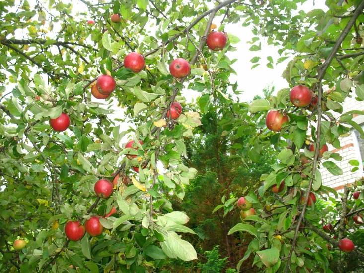 Яблоня сорта коваленковское: описание сорта и уход