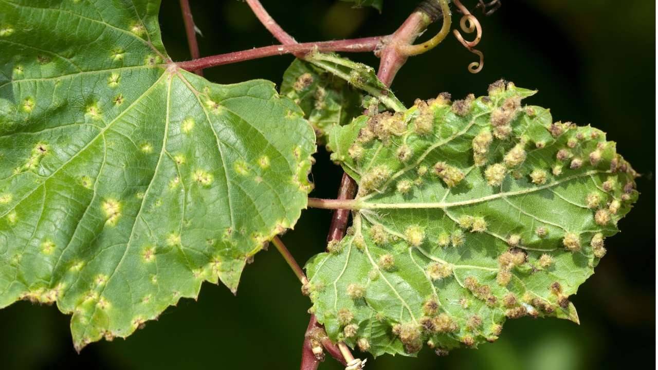Виноградная филлоксера: меры борьбы, причины появления на винограде