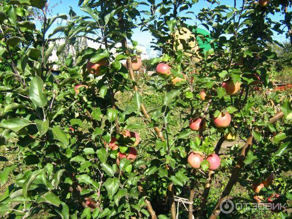 Морозоустойчивая яблоня беркутовское – отличный выбор для дачного сада