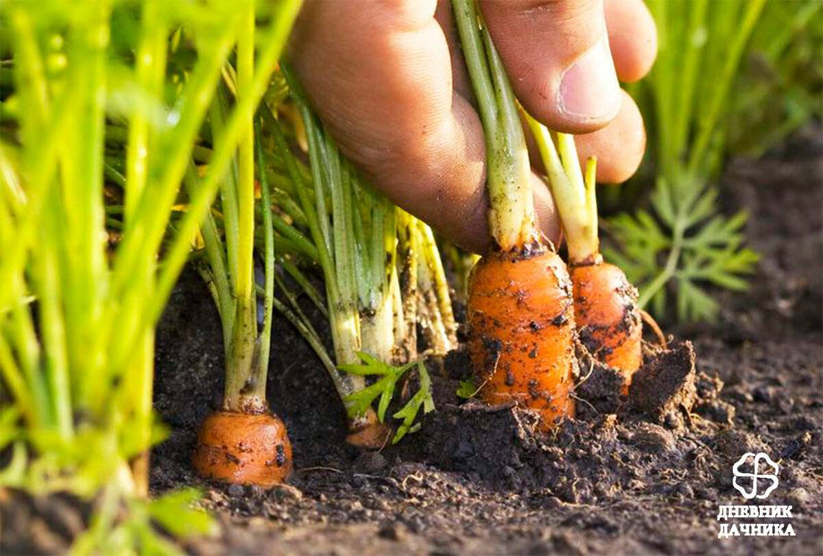 Уход за морковью в открытом грунте: выращивание, как ухаживать, что делать если плохо растет