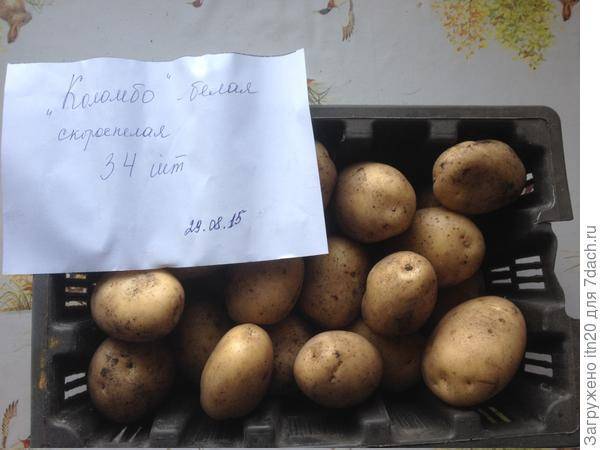 Описание сорта картофеля коломбо, особенности выращивания и ухода