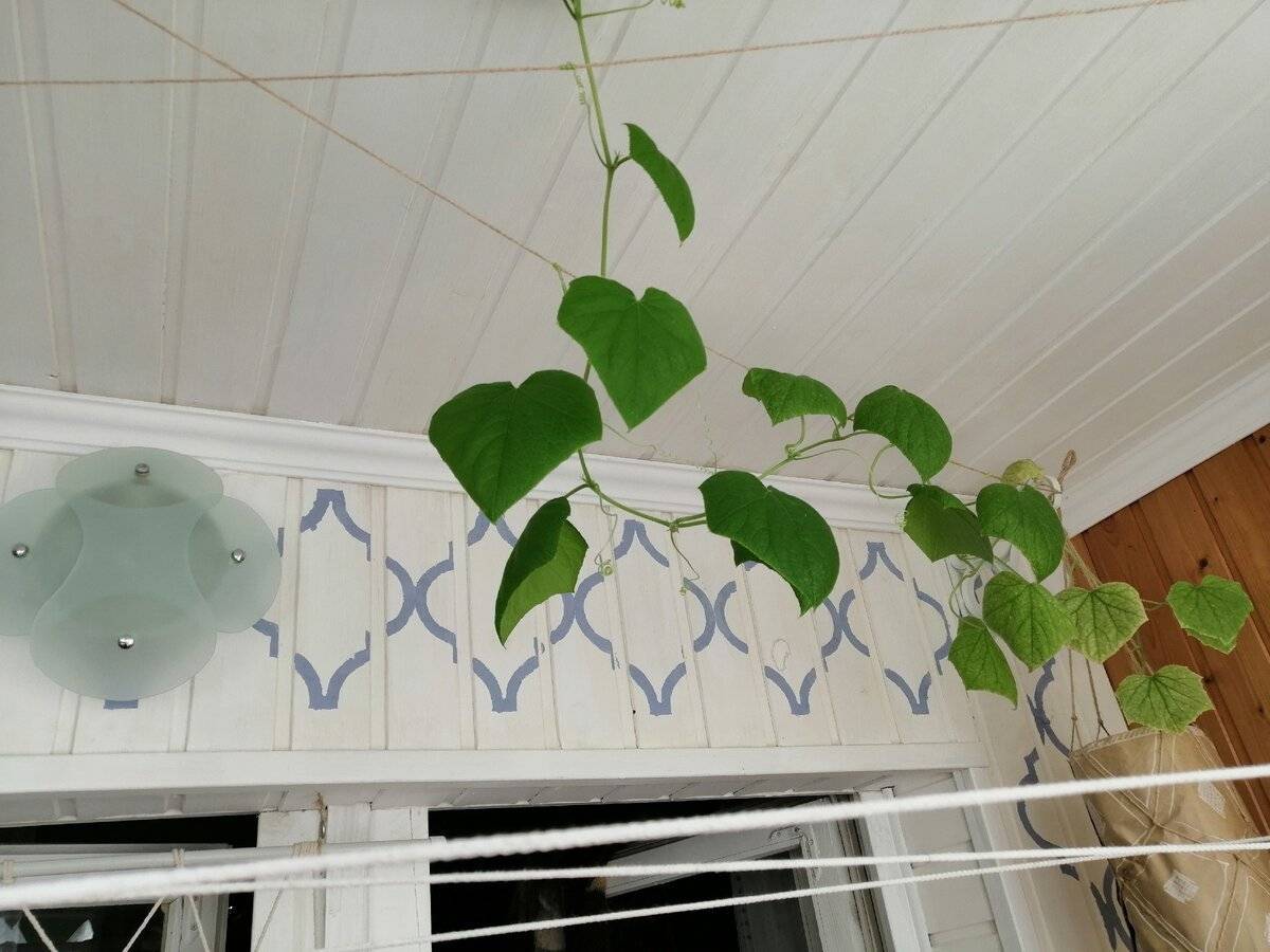 Как вырастить огурцы на балконе: балконные огурцы для начинающих