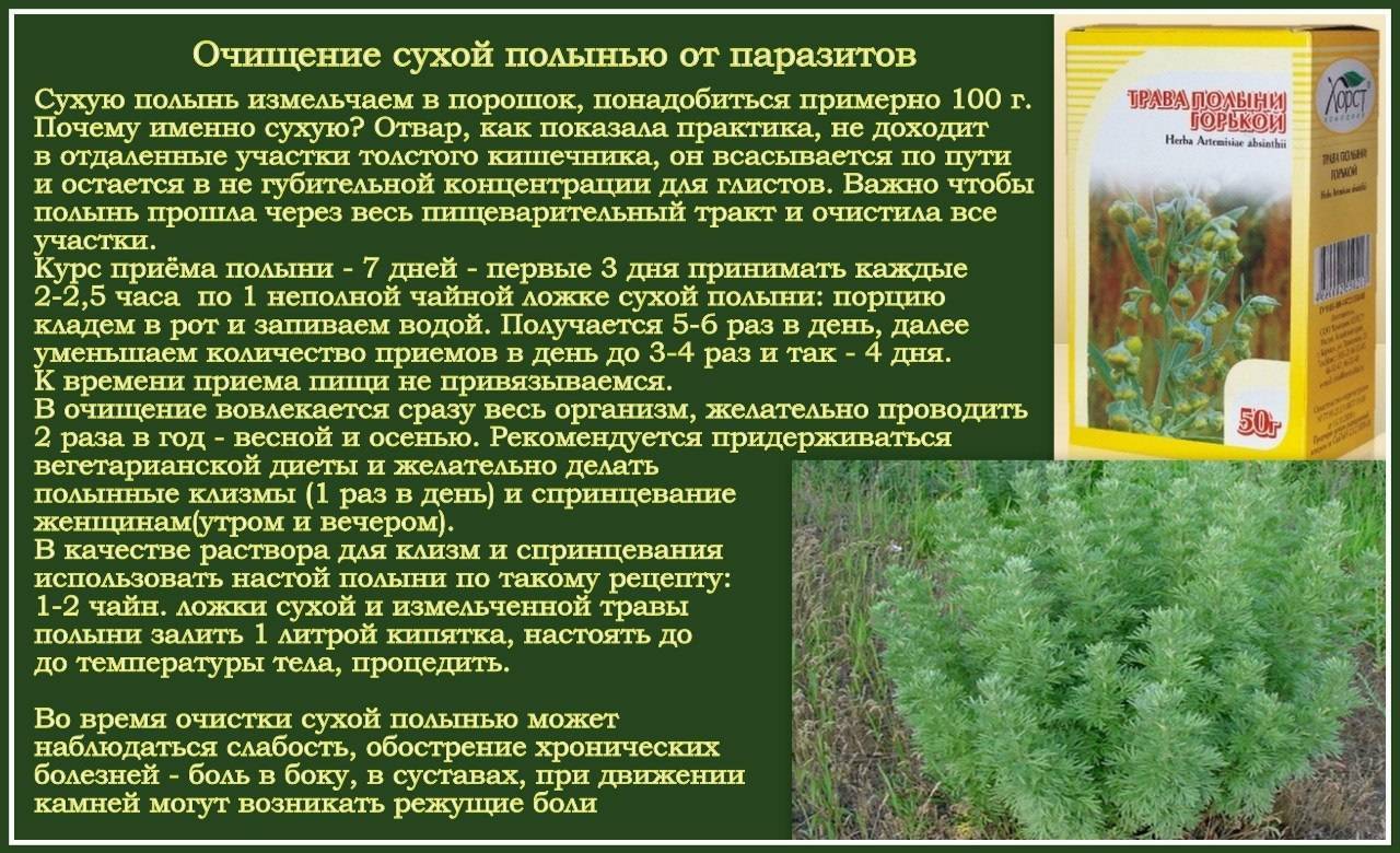 Полынь пил. Полынь горькая настой от гельминтов. Трава Полынь для детей от паразитов. Пижма Полынь гвоздика. Пижма и Полынь от паразитов.