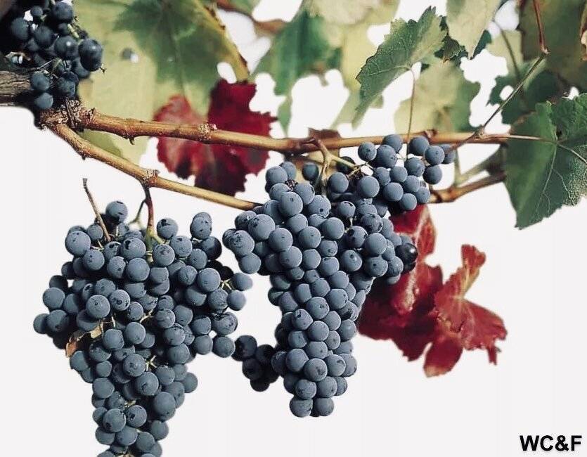 Карменер — виноград