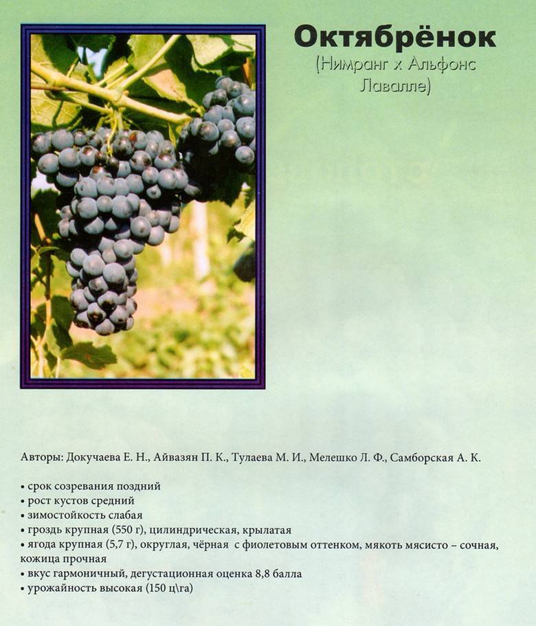 О винограде оригинал: описание и характеристики сорта, посадка и уход