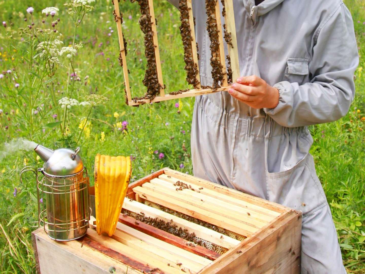 Проблемы пчеловодства россии и пути их решения