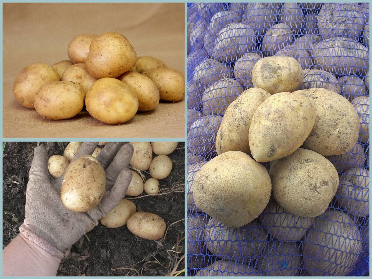 Картофель сорт янка: описание и характеристика, отзывы