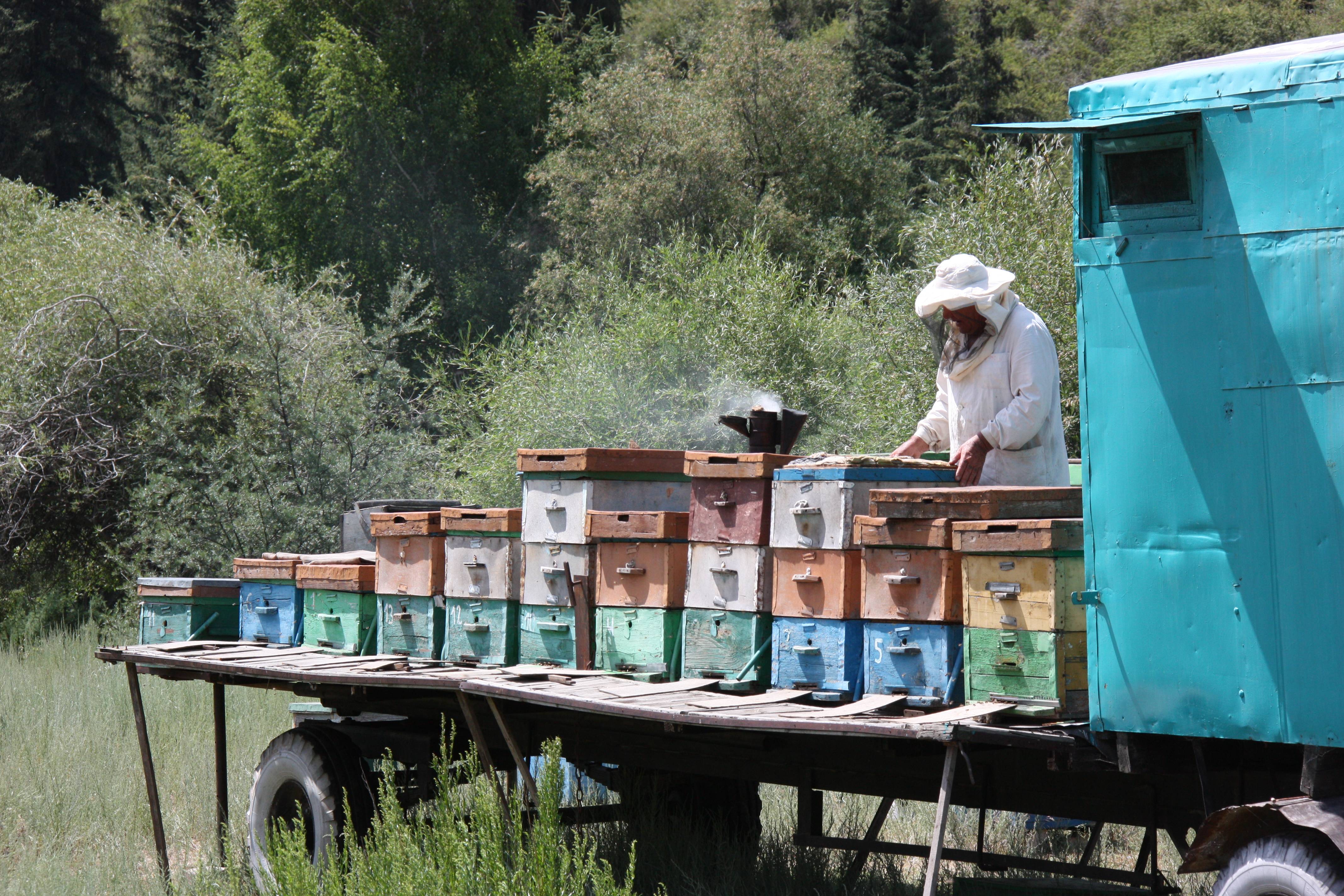 Профессия пчеловод (пасечник): где учиться, зарплата, плюсы и минусы