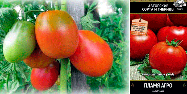 Описание селекционного томата сорта жигало и правила выращивания гибрида