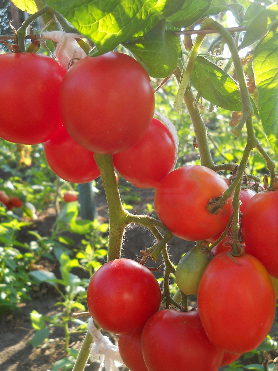 Томат алтаечка: характеристика и описание сорта, урожайность с фото