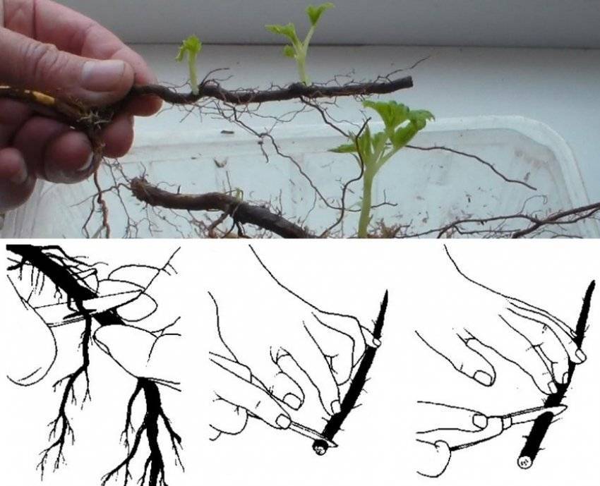 Размножение ежевики черенками осенью, заготовка корневых и зеленых стеблевых отростков