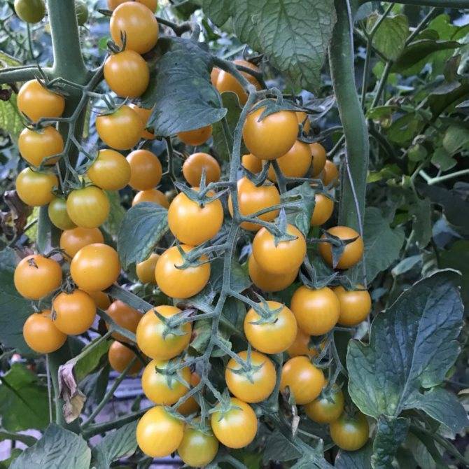 Томат чио-чио-сан: описание и характеристика сорта, особенности выращивания помидоров, отзывы, фото