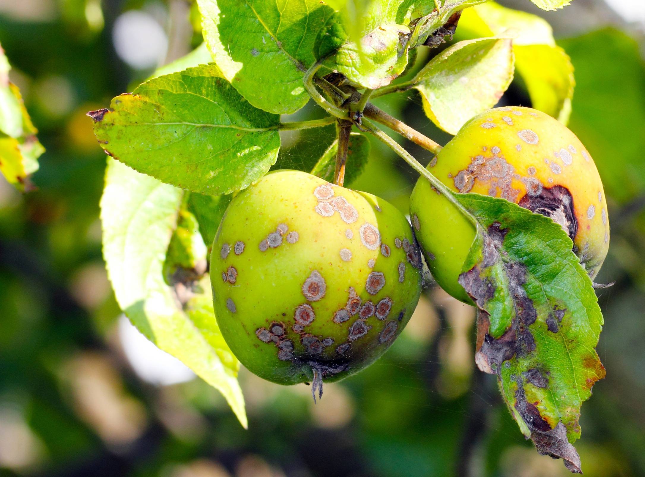 Чем и когда опрыскивать яблони от вредителей?