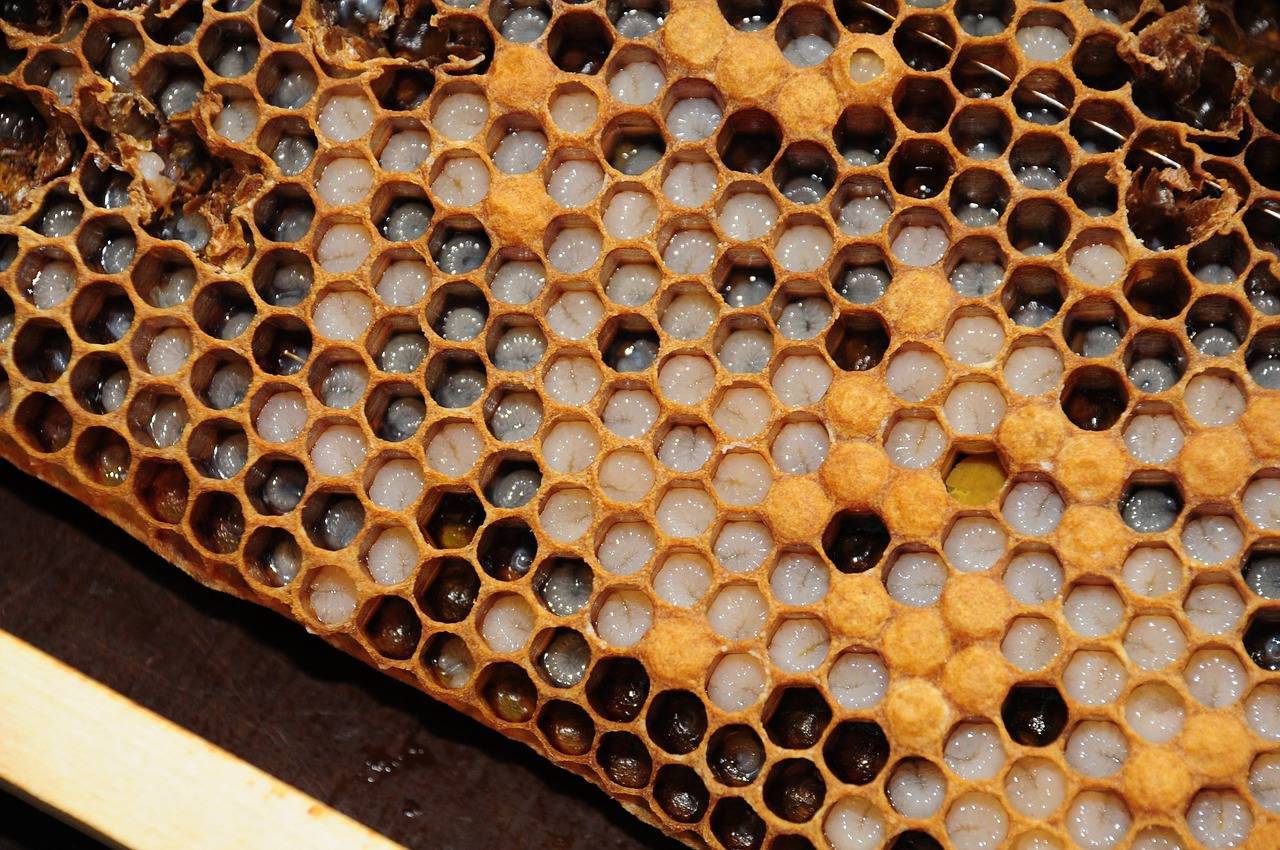 Личинка пчелы: стадии развития до взрослой особи, особенности питания и интересные факты