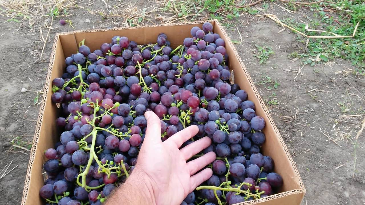 Виноград рошфор: описание сорта, отзывы