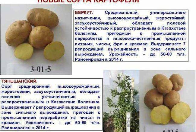 Картофель ароза: описание и характеристика сорта, урожайность с фото