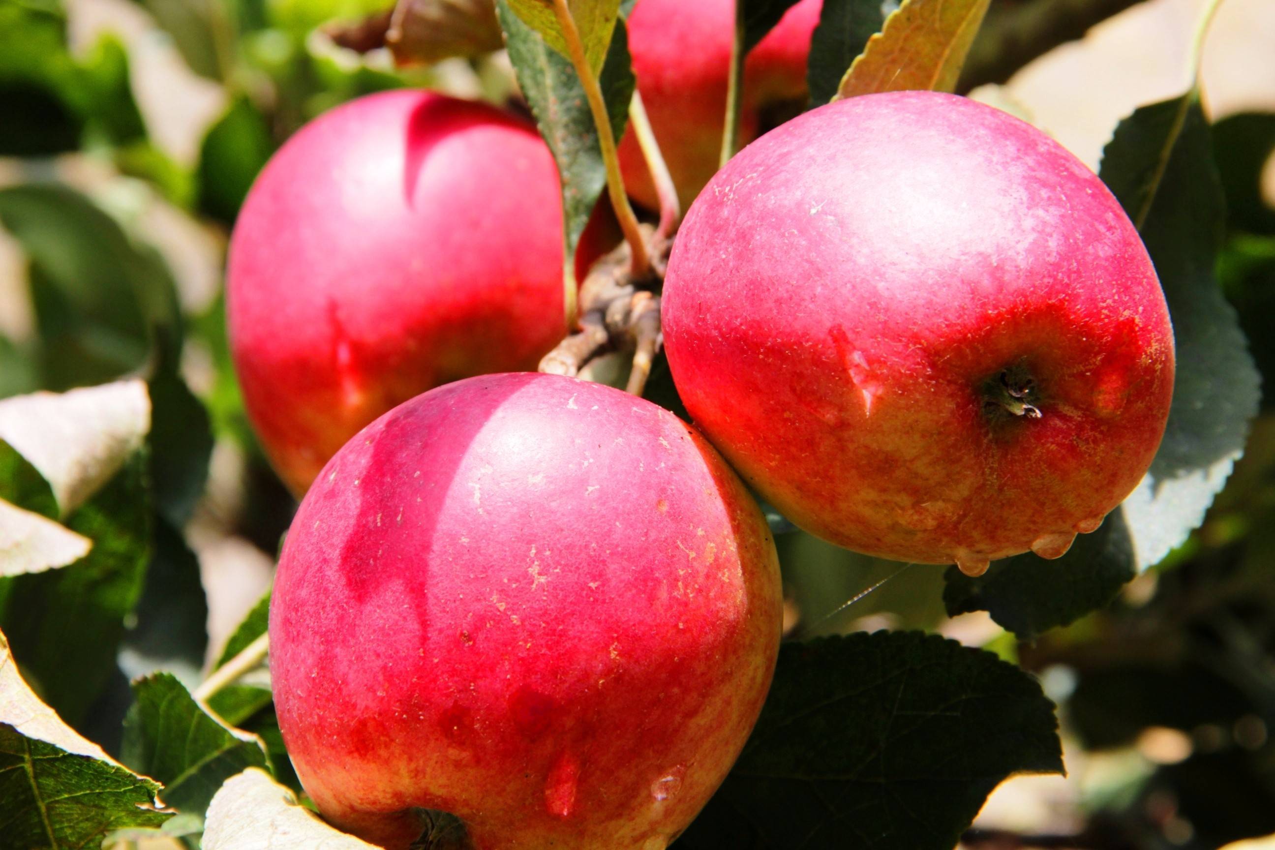 Дикая яблоня: описание дерева и плодов. можно ли привить дикую яблоню
