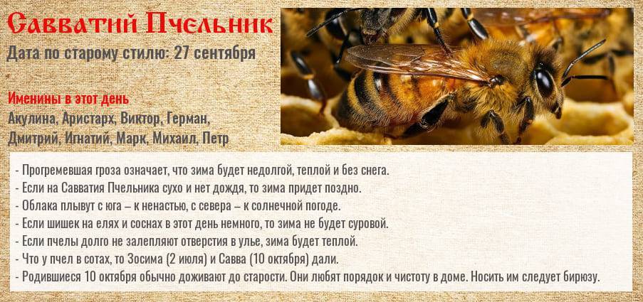 Приметы про пчел, мед, укусы пчел: трактовка