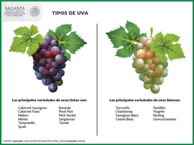 Сорт винограда темпранильо: описание, характеристика и про испанские вина tempranillo | я люблю вино