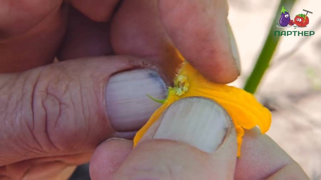 Как опылять огурцы в теплице, видео: опыление огурцов в теплице