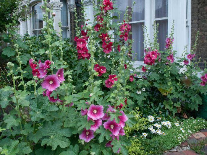 Шток-роза: лучшие сорта, посадка, выращивание и уход в открытом грунте с фото