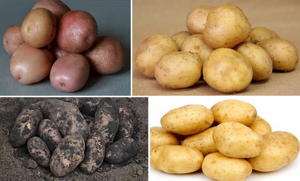 Картофель романо характеристика агротехника выращивания - агро эксперт