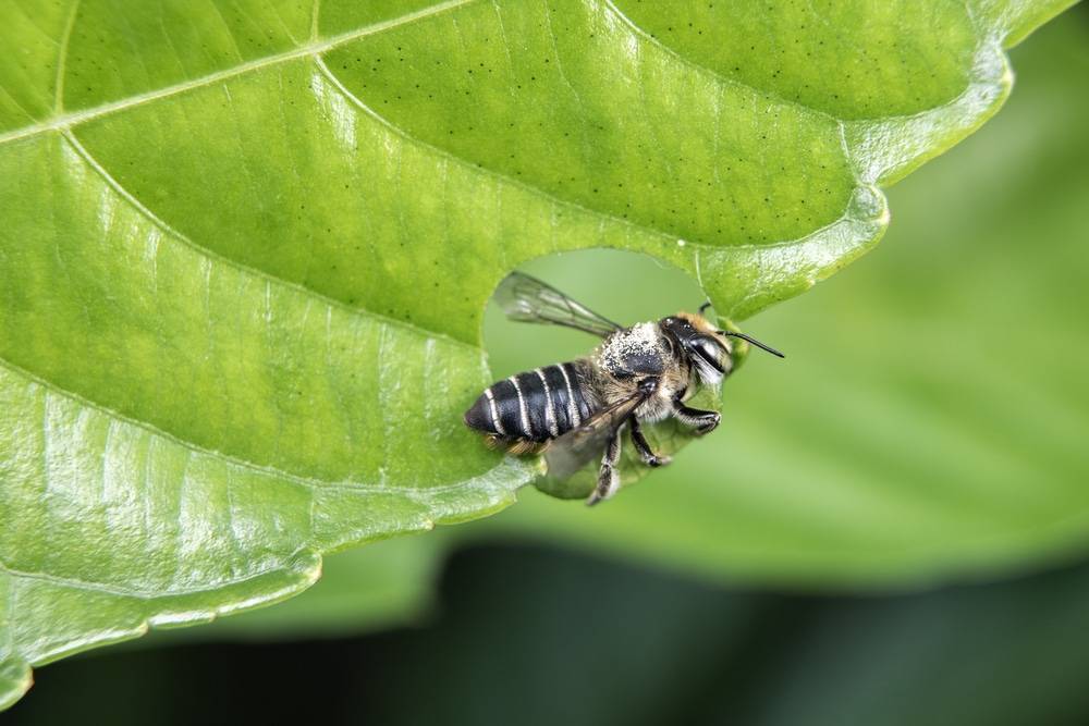 Пчела-листорез – помощник или вредитель? | огородники