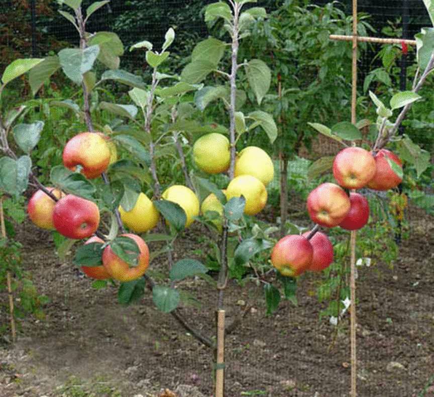 Какие сорта яблонь на карликовом подвое подходят для выращивания на дачном участке
