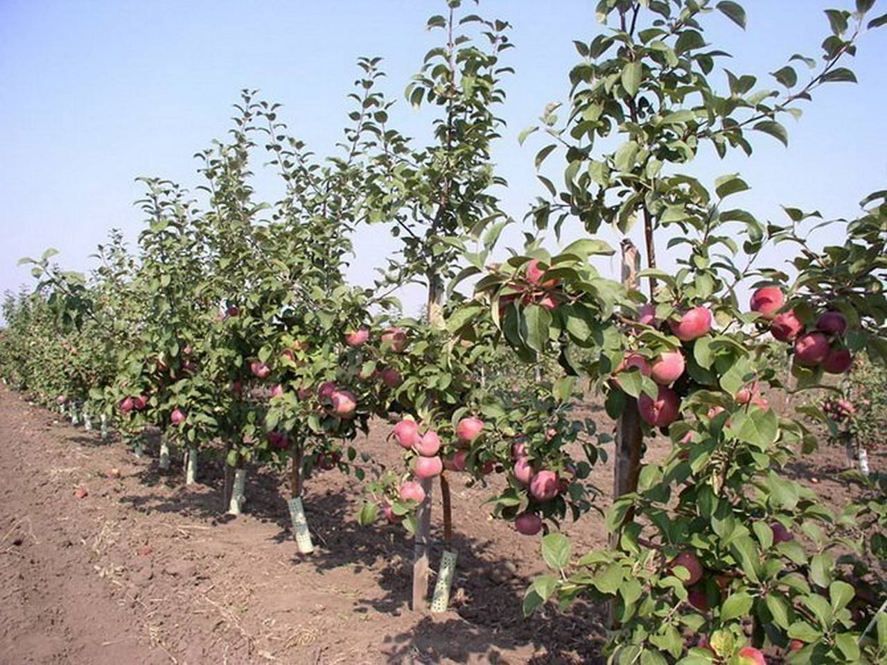 Преимущества и недостатки выращивания яблони на карликовом подвое