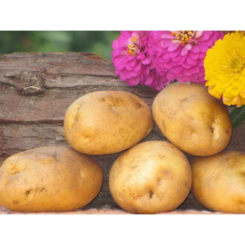 Сорта картофеля в беларуси: вектор, зорачка, янка, фото и описание