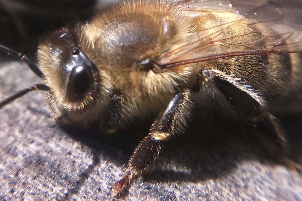 Украинская степная порода пчел: характеристика и описание