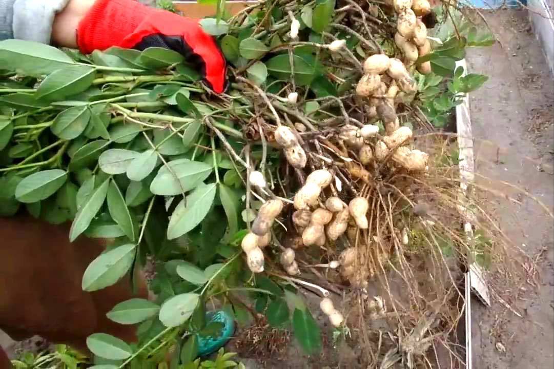 Выращивание арахиса на приусадебном участке / асиенда.ру