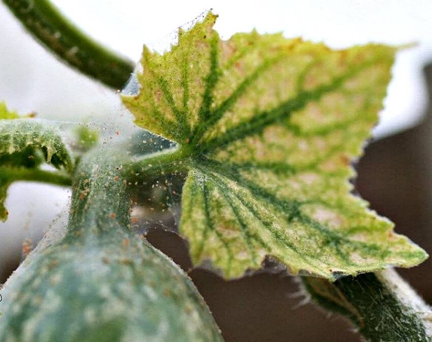Паутинный клещ на огородных растения: как бороться на огурцах, томатах, перцах и кустарниках