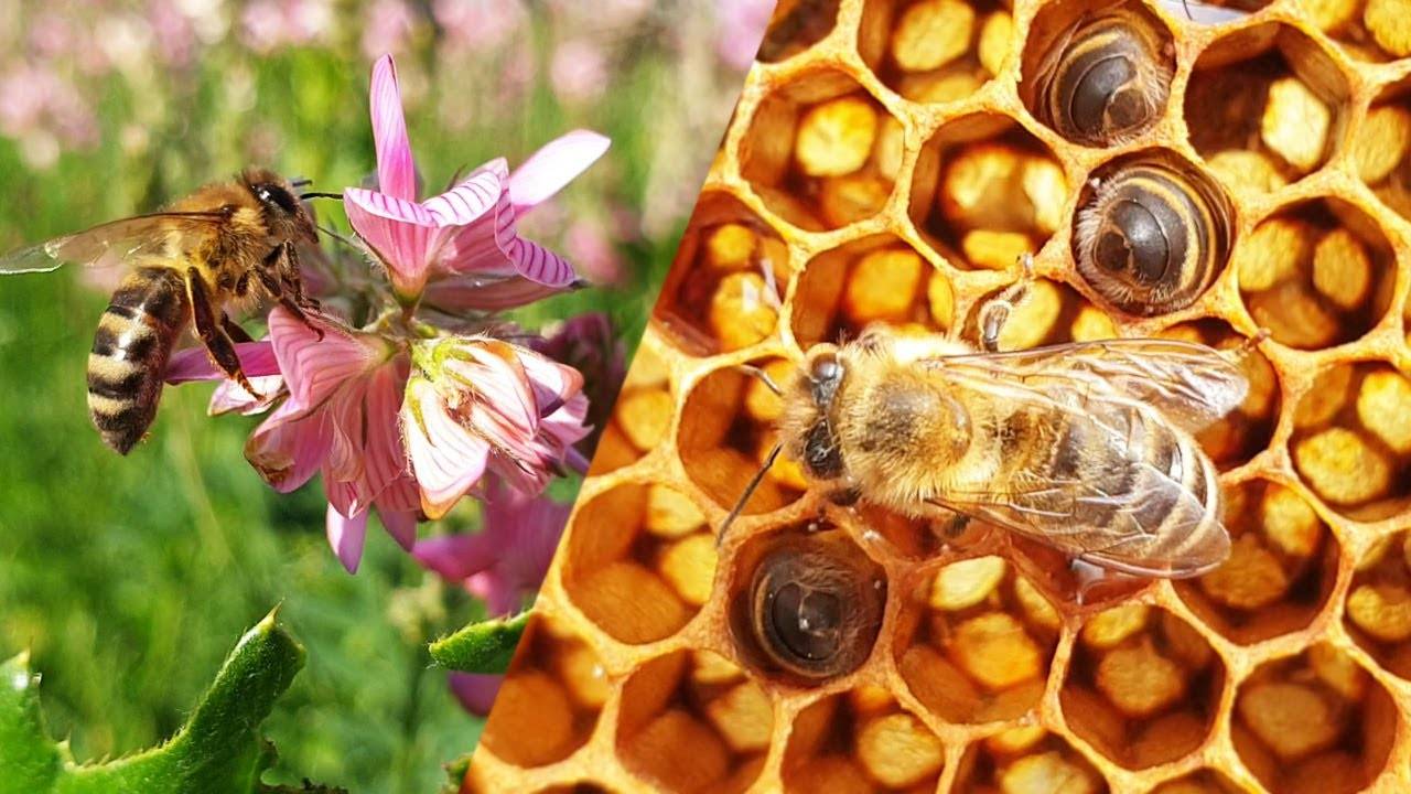 Мёд – как и для чего на самом деле пчёлы его делают