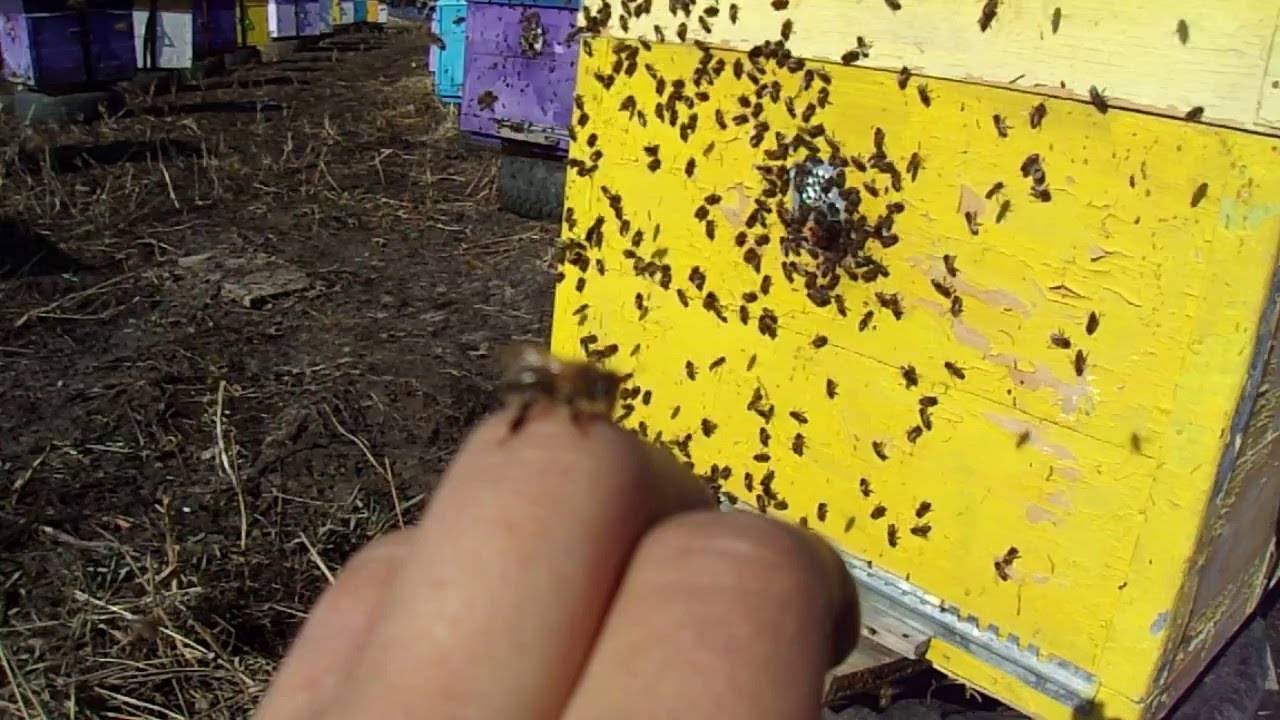 Особенности зимовки пчёл в теплице из поликарбоната