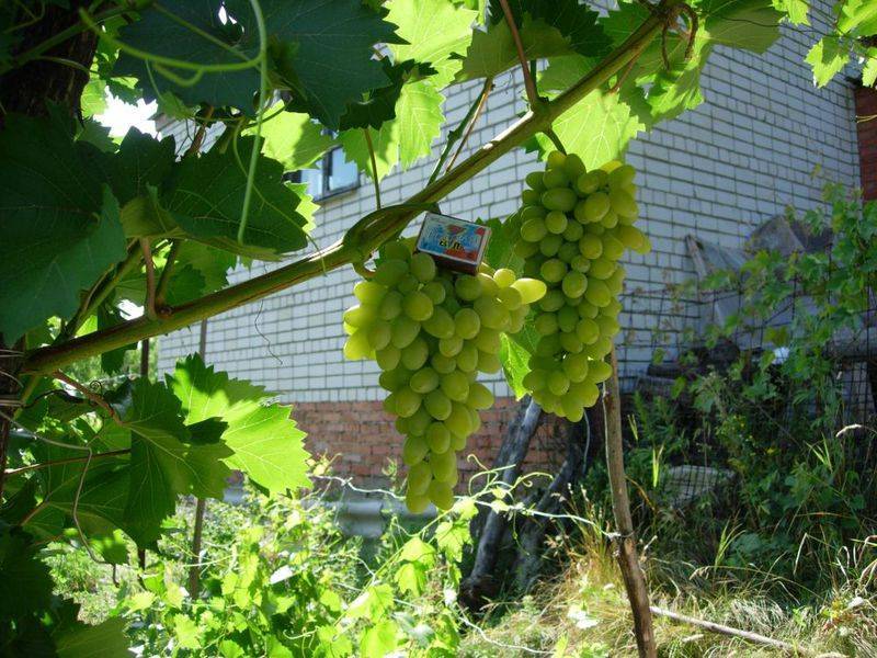 Виноград августин: фото и описание сорта, посадка и уход