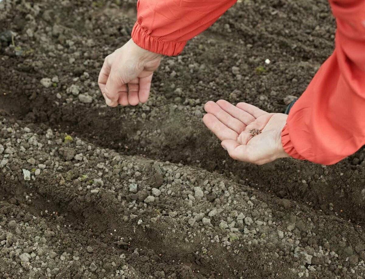 Как посадить свеклу весной в открытый грунт и на рассаду?: характеристики, свойства, методы