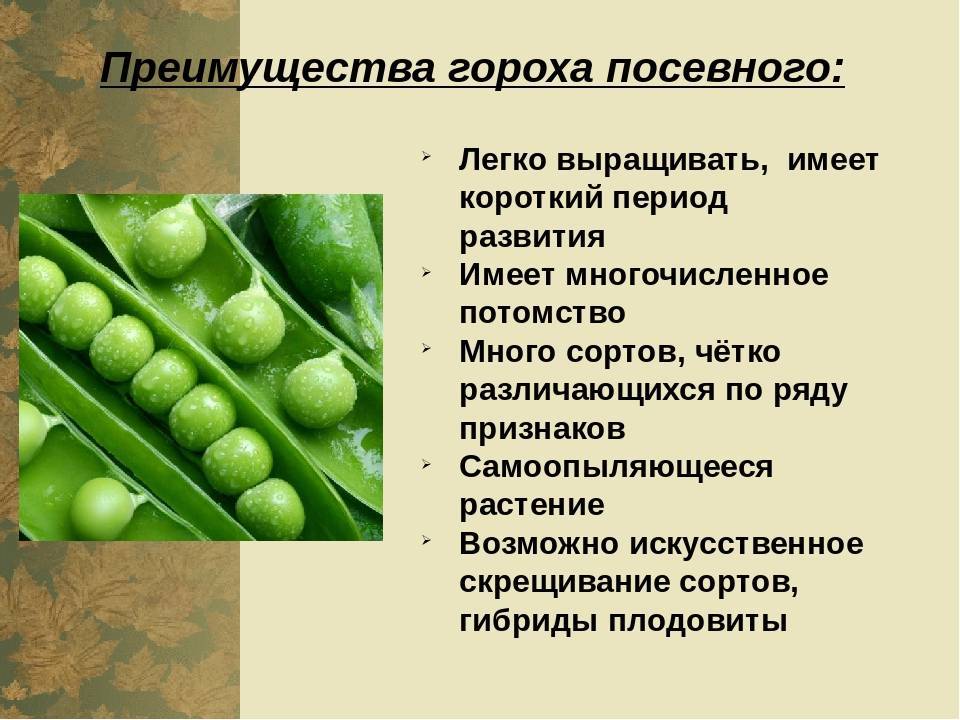 Горох посевной: это овощ или нет, к какому семейству относится, выбор сорта и выращивание